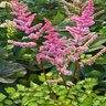 Astilbe Chinensis Amber Moon Chinese Astilbe