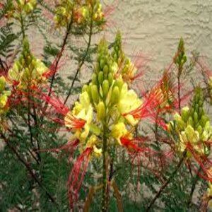 Caesalpinia Gilliesii Bird of Paradise Shrub
