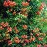 Campsis Radicans Flamenco Trumpet Vine