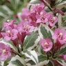 Weigela Florida My Monet Proven Winners Weigela 2 gal. Container