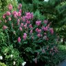 Lagerstroemia Indica X Fauriei Hopi Crape Myrtle 6 ft. Height Ball and Burlap