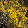 Ericameria (Chrysothamnus) Nauseosa var. Nauseosa Rubber Rabbitbrush