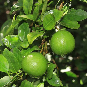Citrus X Aurantifolia Key Lime