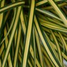 Carex Oshimensis EverColor Everoro Variegated Sedge 1 gal. Container