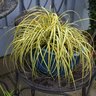 Carex Oshimensis EverColor Everoro Variegated Sedge 1 gal. Container