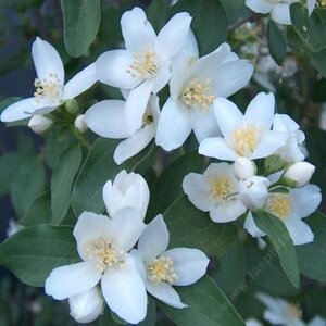 Philadelphus Lewisii Mock Orange