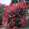 Lagerstroemia Indica Tonto Crape Myrtle 8 ft. Height Ball and Burlap