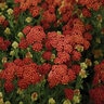 Achillea Millefolium Strawberry Seduction Yarrow 1 gal. Container