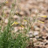 Penstemon Pinifolius Mersea Yellow Pine-Leaved Beardtongue
