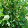 Rhamnus Frangula Columnaris Alder Buckthorn