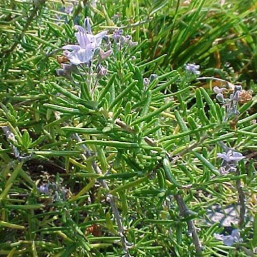 Rosmarinus Officinalis Hill Hardy Rosemary