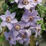 Clematis X Zostiwa Still Waters Clematis