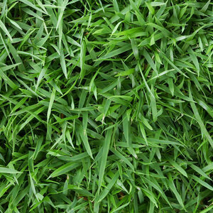 Zoysia Sod Meyer Zoysiagrass (per sq. ft.)