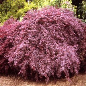 Acer Palmatum var. Dissectum Tamukeyama Cutleaf Japanese Maple