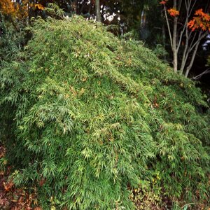 Acer Palmatum var. Dissectum Viridis Cutleaf Japanese Maple