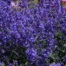 Nepeta X Faassenii Junior Walker Catmint 2 gal. Container