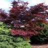 Acer Palmatum Sherwood Flame Japanese Maple