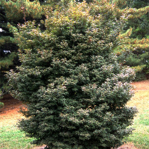 Acer Palmatum Skeeters Broom Japanese Maple