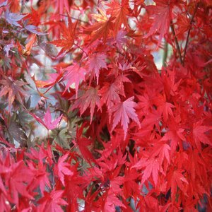 Acer Palmatum Tobiosho Japanese Maple