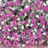 Lamium Maculatum Purple Dragon Deadnettle SP4 Container