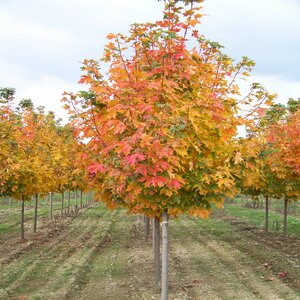 Acer Saccharum Fall Fiesta Sugar Maple