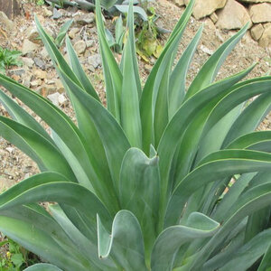Agave Desmettiana Smooth Agave