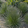 Agave Geminiflora Twin Flower Agave