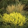Berberis Thunbergii Aurea Golden Japanese Barberry 3 gal. Container