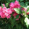 Hibiscus Syriacus Amplissimus Rose of Sharon