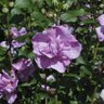 Hibiscus Syriacus Ardens Double Purple Rose of Sharon