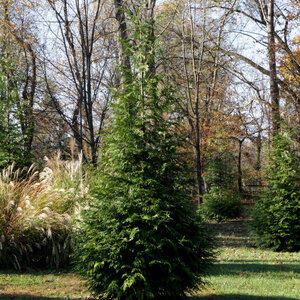 Thuja standish x plicata Green Giant Arborvitae