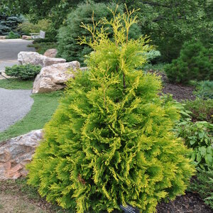 Thuja Occidentalis Yellow Ribbon Arborvitae