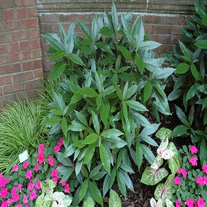 Aucuba Japonica Serratifolia Sawtoothed Laurel