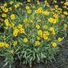 Coreopsis X Tequila Sunrise Tickseed 1 gal. Container