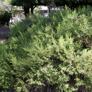 Baccharis X Centennial Desert Broom