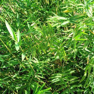 Bambusa Multiplex Golden Goddess Lewis Bamboo