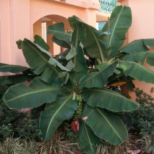 Musa Acuminata Dwarf Cavendish Banana Plant