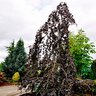 Fagus Sylvatica Purple Fountain Weeping Beech