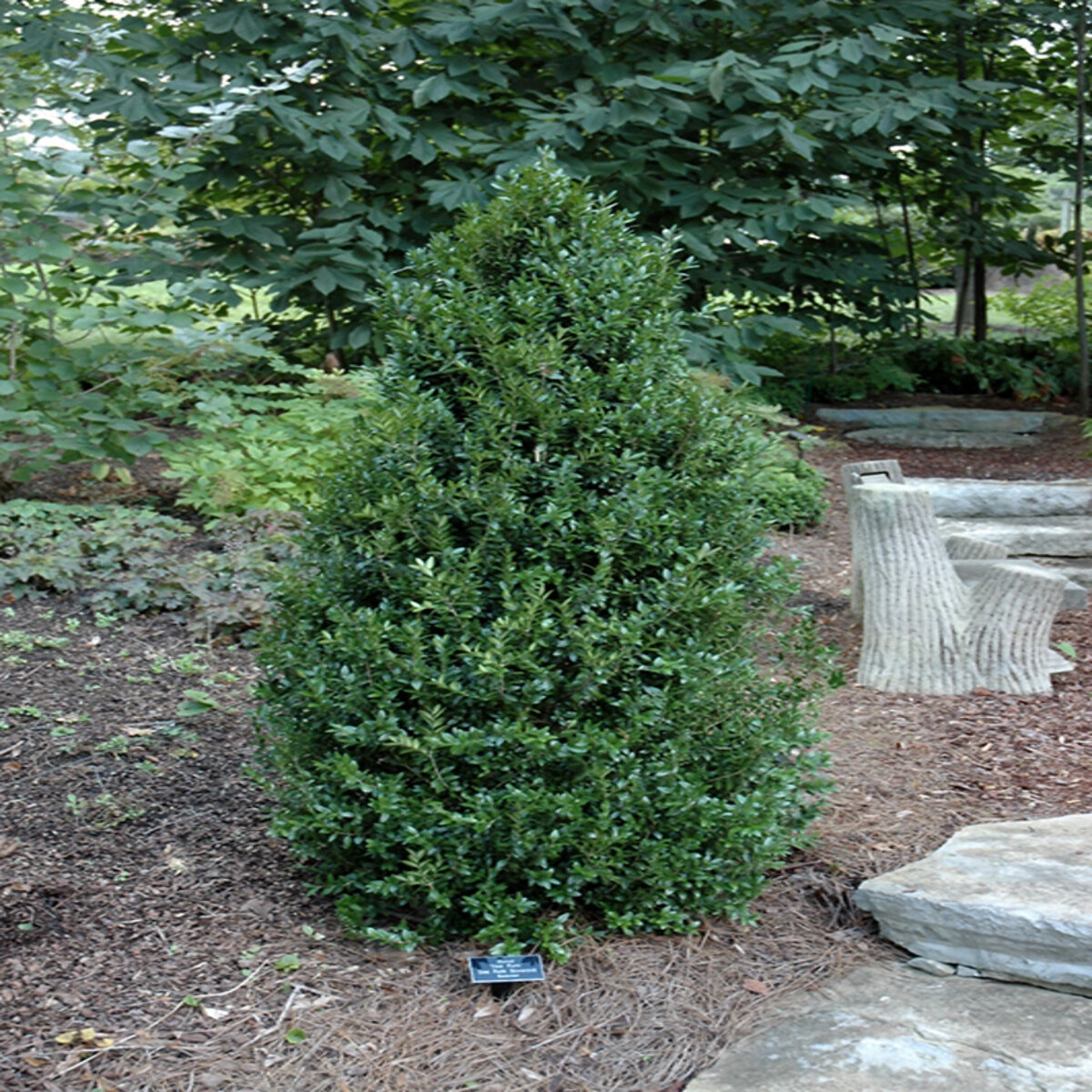 Buxus sempervirens Dee Runk Boxwood | SiteOne US