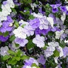 Brunfelsia Pauciflora Floribunda Yesterday-Today-And-Tomorrow