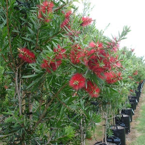 Callistemon Rigidus Red Cluster Bottlebrush