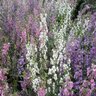 Angelonia Angustifolia Mix Summer Snapdragon 15 Count Flat