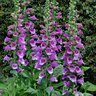 Digitalis Purpurea Dalmation Purple Foxglove 1 gal. Container