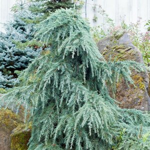 Cedrus Deodara Feelin' Blue Deodar Cedar