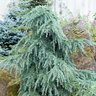 Cedrus Deodara Feelin' Blue Deodar Cedar