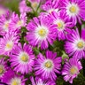 Delosperma Cooperi Wheels of Wonder Purple Ice Plant