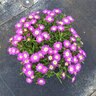 Delosperma Cooperi Wheels of Wonder Purple Ice Plant