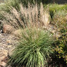 Muhlenbergia Emersleyi Bull Grass