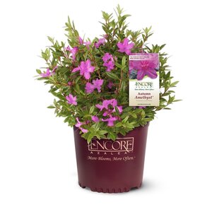 Rhododendron X Autumn Amethyst Encore Azalea