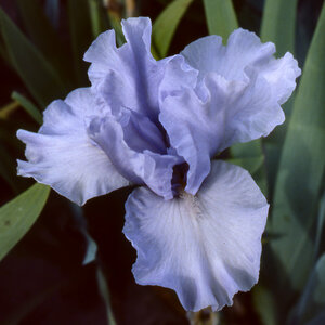 Iris germanica Fathom Bearded Iris 1 gal. Container